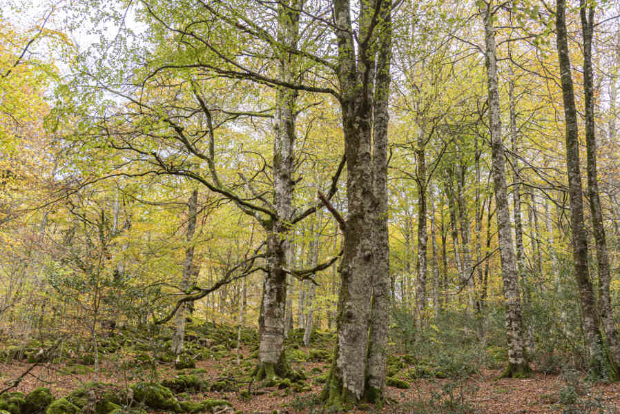 Comunidad Foral de Navarra 098 - Selva de Irati.jpg